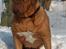Dogue de bordeaux Thaliyah - R.I.P. min tøs - Thaliyah 3 år gammel