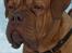 Dogue de bordeaux Thaliyah - R.I.P. min tøs - Thaliyah 3 år gammel