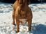 Dogue de bordeaux Thaliyah - R.I.P. min tøs - Thaliyah 4 år gammel i hendes rette element. Hun elsker sne :o)