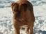 Dogue de bordeaux Thaliyah - R.I.P. min tøs - Thaliyah 4 år gammel