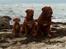 Dogue de bordeaux Thaliyah - R.I.P. min tøs - Fra højre: Meeko, Thaliyah & lille Ziljah