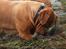 Dogue de bordeaux Thaliyah - R.I.P. min tøs - Jeg VIL finde det der er dernede gemt i tangen....