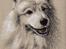 Samojedhund Jago007*i looove my self* - Lavet af Sofie L herinde fra.... bare skriv til mig så kan jeg linke et link til hendes profil.. hun er såååå dygtig
