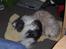 Shih tzu Fjante (død) - Her ligger jeg så igen med min bedste ven Futte :-)