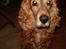 Cocker spaniel Nolde