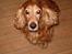 Cocker spaniel Nolde