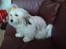 Coton de tulear Trille 