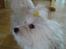 Coton de tulear Trille 