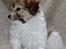 Coton de tulear Trille  - super model