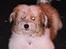 Coton de tulear Trille  - Venter på at komme ud