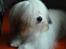 Coton de tulear Trille 