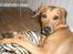 Rhodesian ridgeback Enya - ..hmm hvad nu?