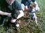 Labrador retriever Jackie - Jackie som ca. 10 uger sammen med Barney