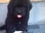 Newfoundlænder Samson (R.I.P 15.juni 09) - Her er jeg ca. 9 uger gammel