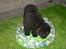 Newfoundlænder Samson (R.I.P 15.juni 09)