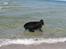Newfoundlænder Samson (R.I.P 15.juni 09) - Sommeren 2006