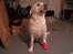 Labrador retriever Luna fra Lundemarken  - ja i må jo hellere se min fine røde sok....