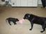 Labrador retriever Jaques *død* - Jaa, de er jo ikke altid såå gode venner.. ;)