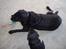 Labrador retriever Jaques *død* - Jaques er gladest hvis han har bolden.. :)