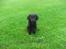 Blanding af racer Misty - Yes, tag endelig et billede..