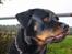 Rottweiler Muddi