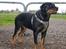 Rottweiler Muddi