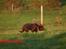 Australsk kelpie Born To Work Brown Bellis - Hyrdning september 2006