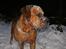 Blanding af racer arko - NYT! 2010 !! arko i sne stom :D 