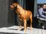 Blanding af racer arko - Arko i Lalandia 