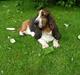 Basset hound R.I.P. 2011 George V.D Ballasthoeve