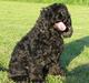 Amerikansk cocker spaniel Eddie