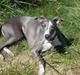 Whippet Ninja