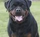 Rottweiler Vom Hause Wenorra Akira