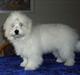 Coton de tulear Jasmin