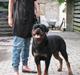 Rottweiler Vom Hause Wennora- Aslan 