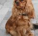 Cavalier king charles spaniel Cara
