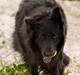 Blanding af racer Himmelhund Milo min Milo <3 
