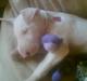 Bullterrier Gucci