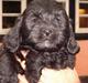 Lhasa apso Ludwig
