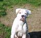 Amerikansk bulldog Xena (R.I.P mors øjesten)