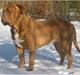 Dogue de bordeaux Ziljah
