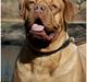 Dogue de bordeaux Thaliyah - R.I.P. min tøs