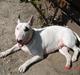 Bullterrier Kenja