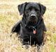 Labrador retriever Bella