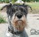 Mellemschnauzer Glenni