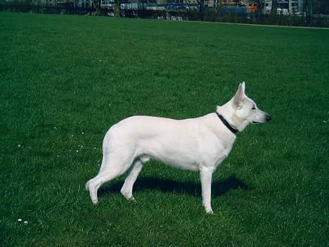 Hvid schæfer Bulder er Død billede 15