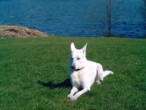 Hvid schæfer Bulder er Død billede 16