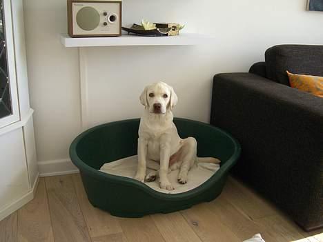 Labrador retriever Gustav billede 3