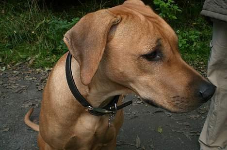 Rhodesian ridgeback Enya billede 14