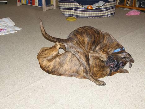 Boxer Astro - Astro på besøg hos sin legekammerat Santos som er 2 mdr. yngre, Astro ligger nederst:-) billede 6